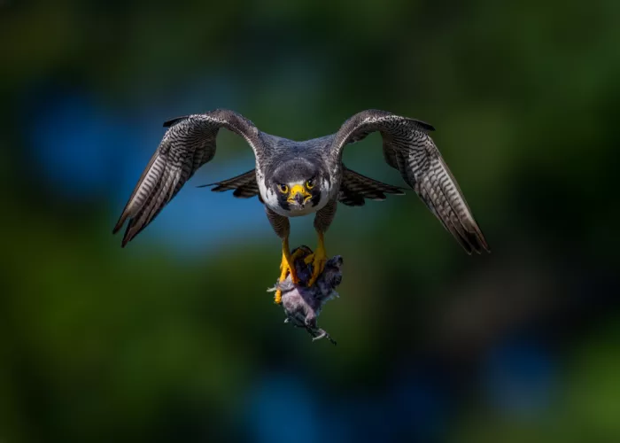 Wang, Ti: Peregrine falcon
