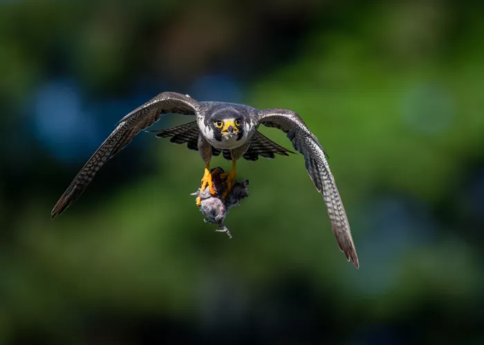 Wang, Ti: Falcon