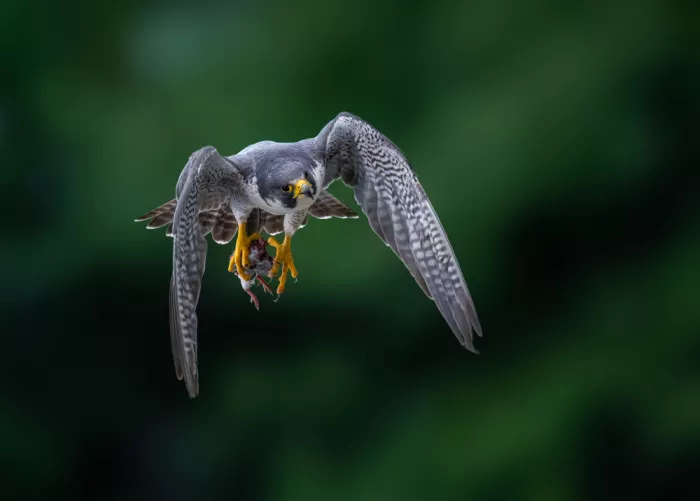 Wang, Ti: peregrine falcon