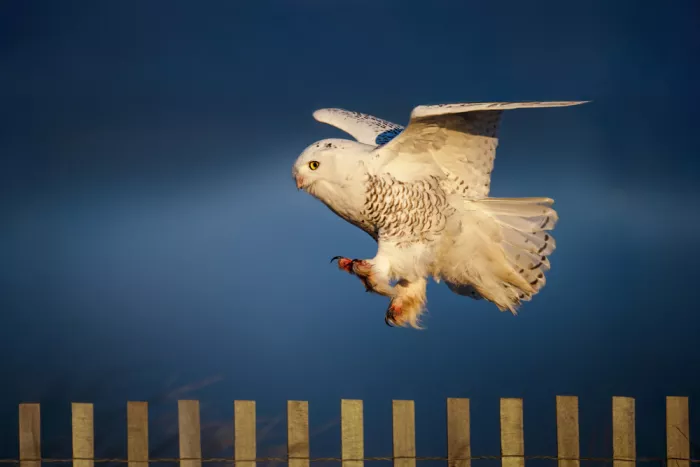 Wang, Ti: Snowy owl