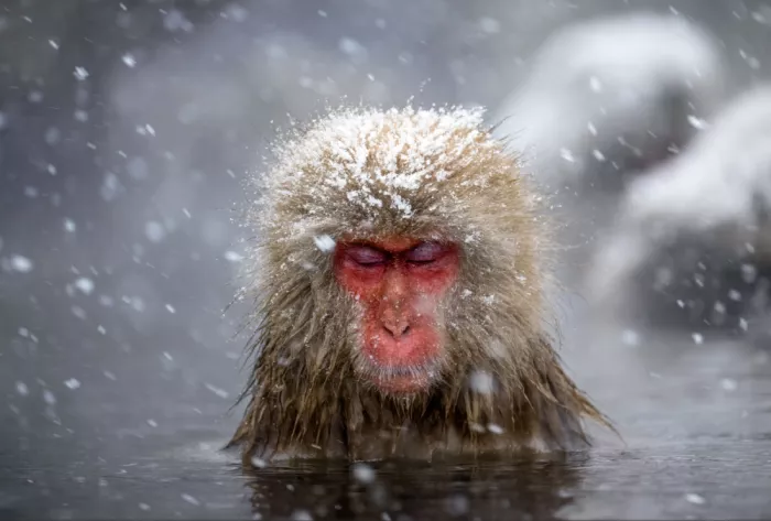 W, Joanna: The Monkey King - Snow Monkey