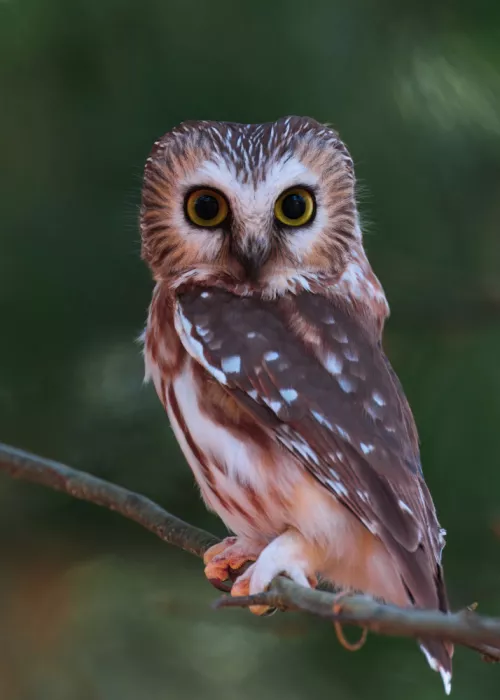 Lam, Gavin: Northern Saw-whet Owl