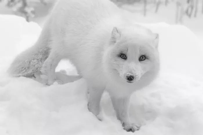 Lin, Cong: Arctic fox