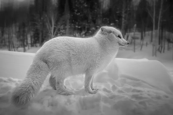 Lin, Cong: Arctic fox 2