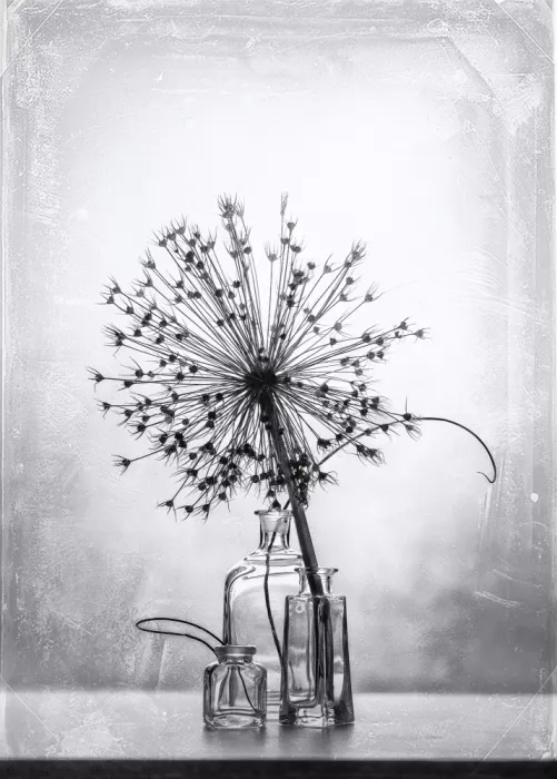 Grigorjeva, Eleonora: Glass bottles with thin twig dry plant on the table on a light transparent background.