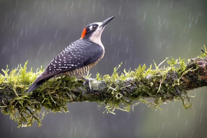 Doyle, Renee: Just another rainy day