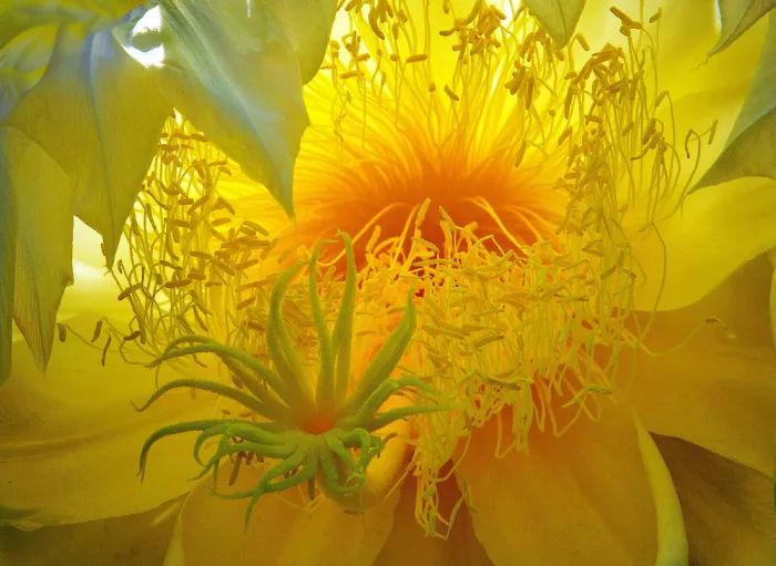 Malet, Jean-Claude: The mesmerizing beauty of flowers