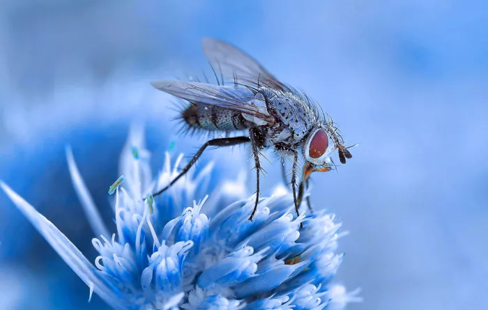 Dufour, Thierry: Schlemmerei in Blau...