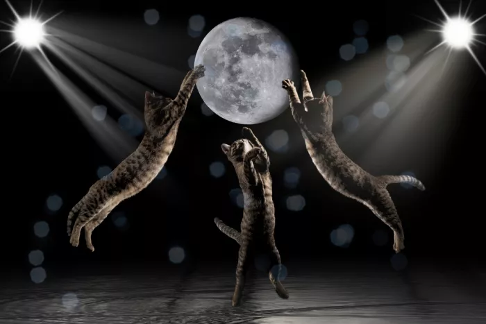 Schade, Peter: Chase the Moon