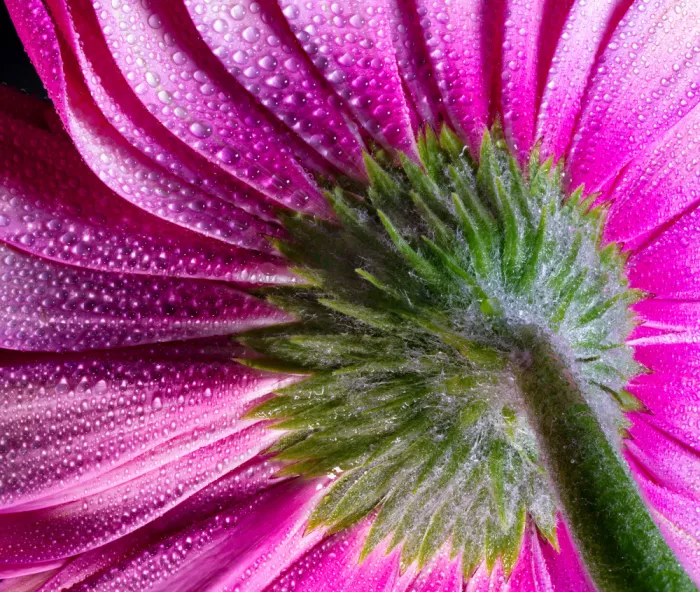 Pessotto, Tommaso: From green to pink