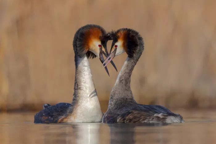 Francesco: In love
