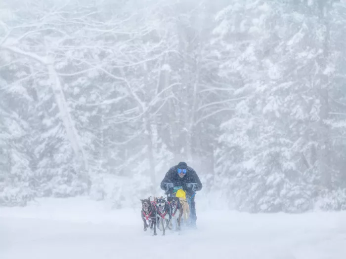 Zhou, Steven: Journey Through the Snowy Wilderness