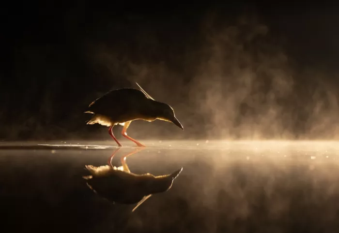 DeLaan, Corry: Night Heron