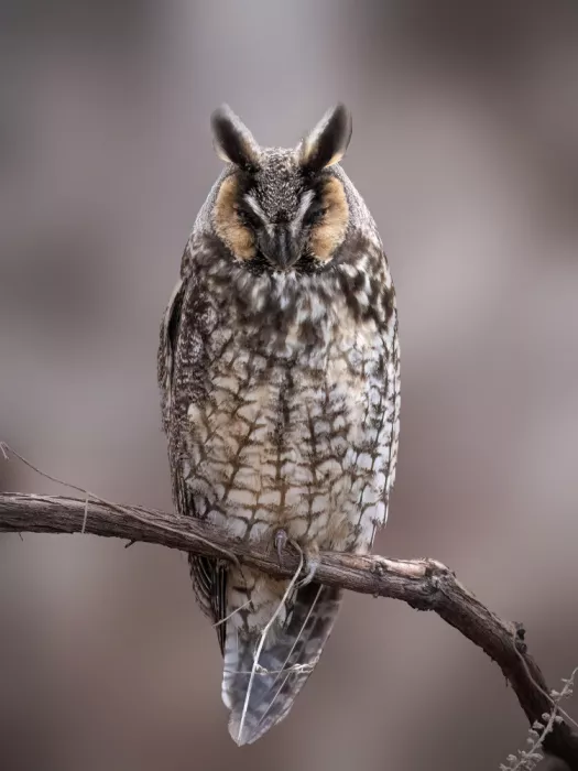 Zhang, Robert: Sleeping Long-eared Owl