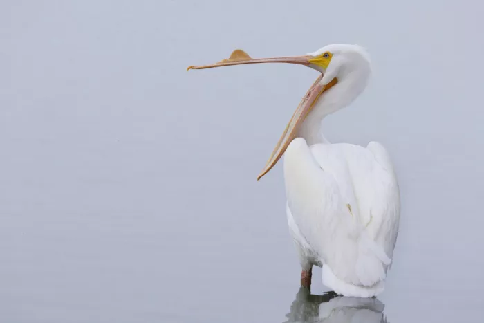 Lester, D Linda: Mattina nebbiosa con Pellicano americano bianco