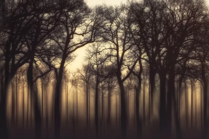 Lee, van Hilda: Trees diversity