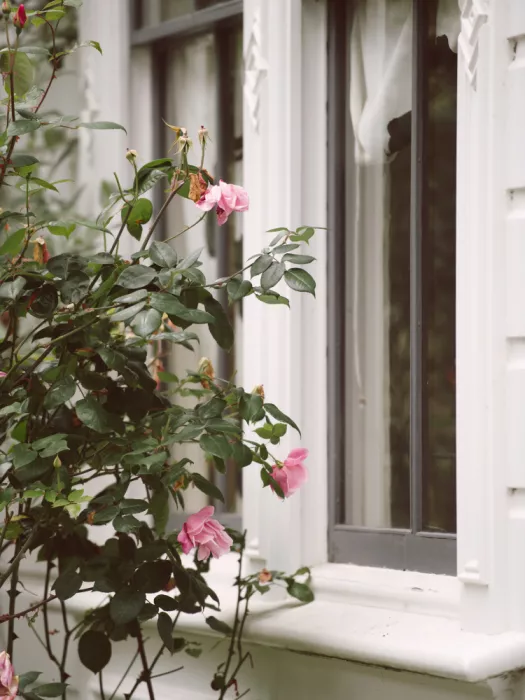 Collins, Lynn Crystal: westport roses