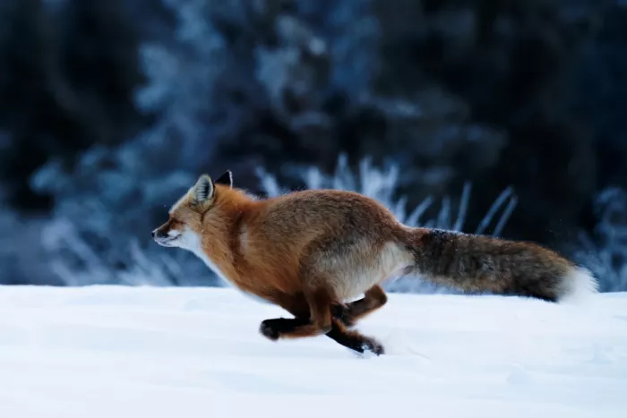 Qin, Xuemei: Courir pour la vie