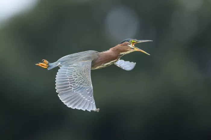 Wang, Moses: Green Heron