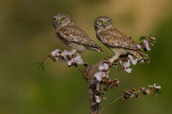 Manusevich, David: Primavera