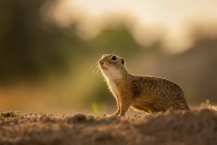 DeLaan, Corry: Guardian of the Dusk