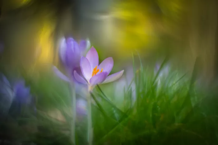 Haaksma, Piet: Dreamy crocus world