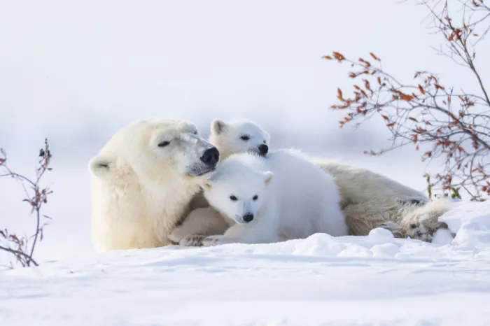 Qin, Xuemei: Arctic Embrace