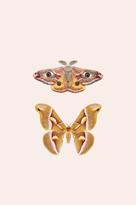 Pienaar, Kathrin: Moths