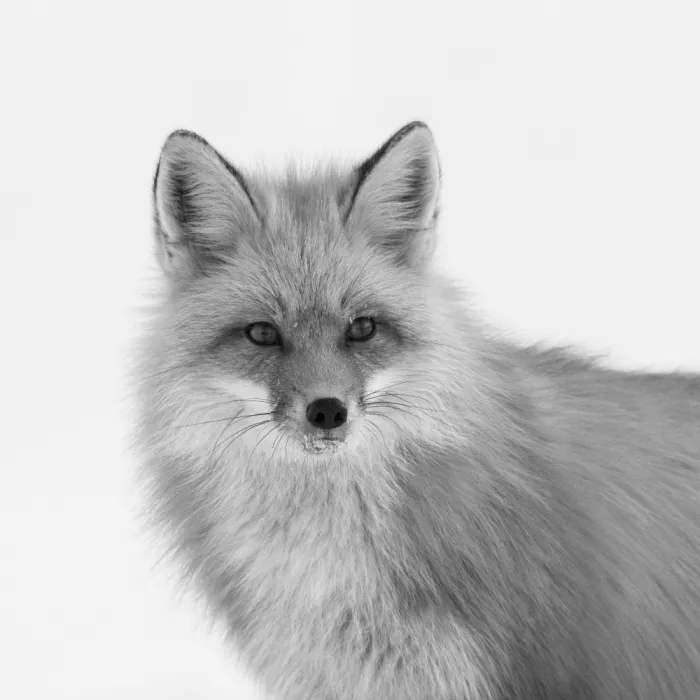 Qin, Xuemei: Portrait du Renard Roux