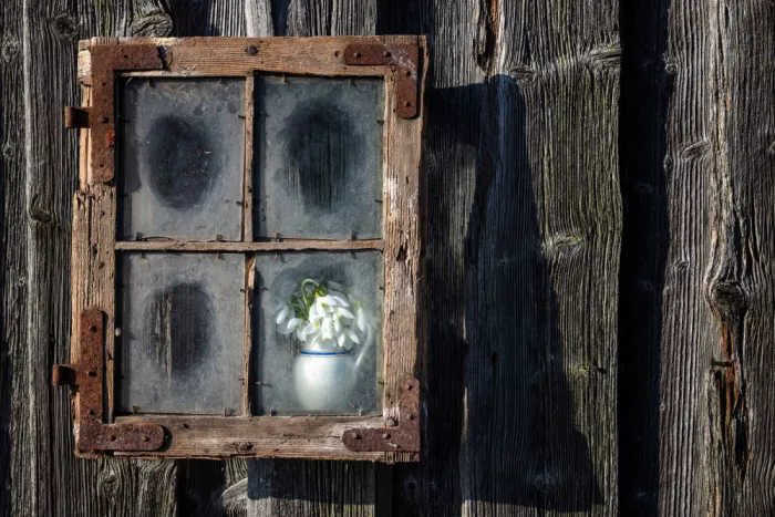 Kaprano, Normunds: Fiori in un vaso