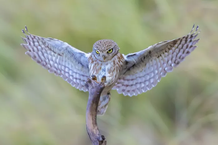 Mizrachy, Haim: OWL LANDING