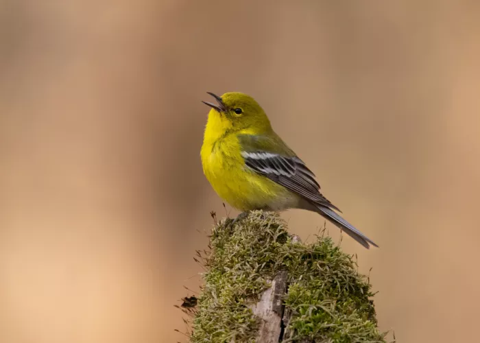 Zhang, Robert: Song of the Pine Warbler