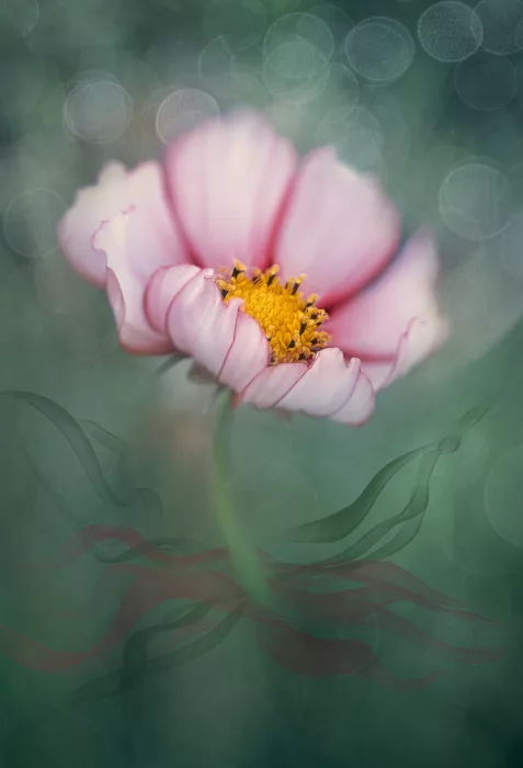 Jacobs, Lydia: Charming Cosmos