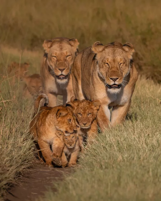 Sharma, Abhinav: Tiny Paws, Mighty Hearts