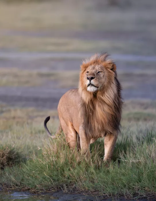 Sharma, Abhinav: The Lion King