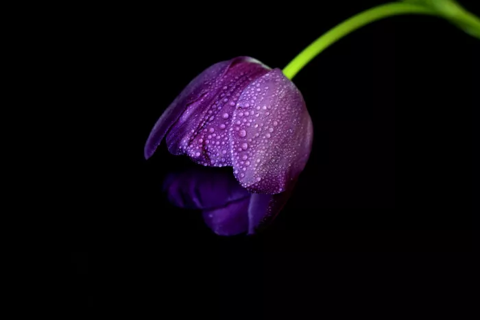 Langerak, Henk: Tulip