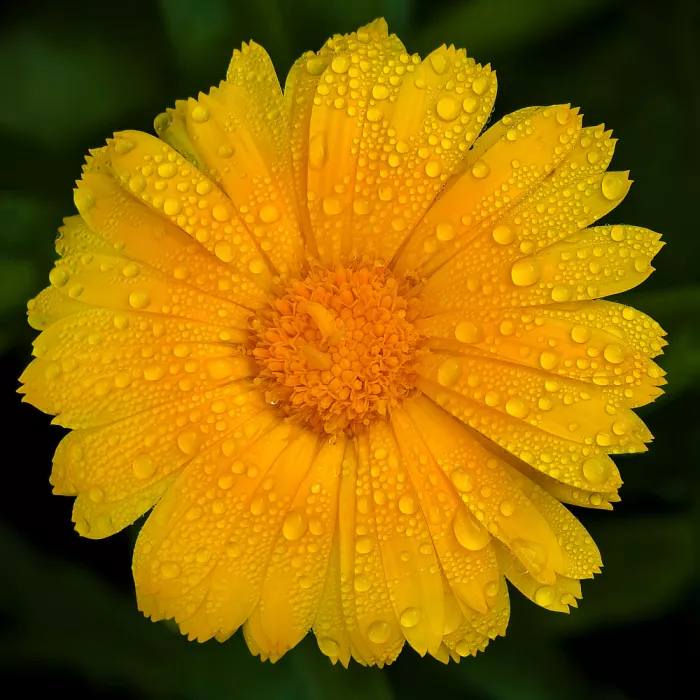 Zhao, Emma: After Raining