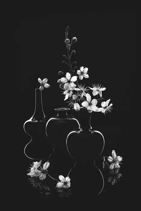 Jacobs, Lydia: Fiore di Prunus Cerasifera_1