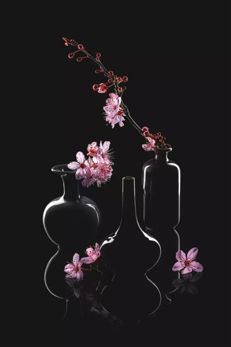 Jacobs, Lydia: Spring Prunus Cerasifera
