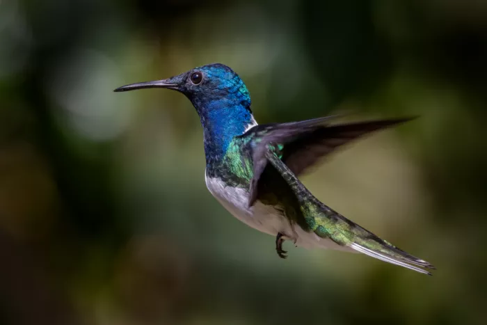 Zhang, Xiaohong: White-necked Jacobin