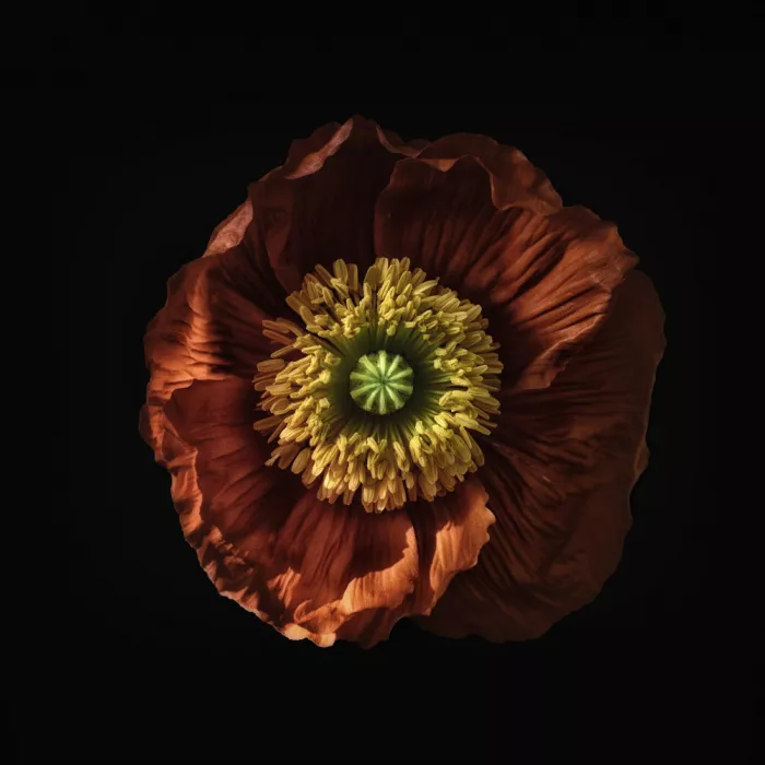 Grønkjær, Lotte: Red poppy