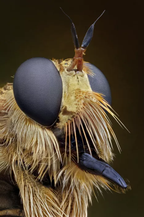 Just, Carles: Robber fly