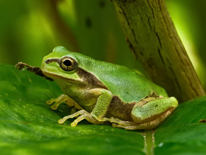 hiro: Frog