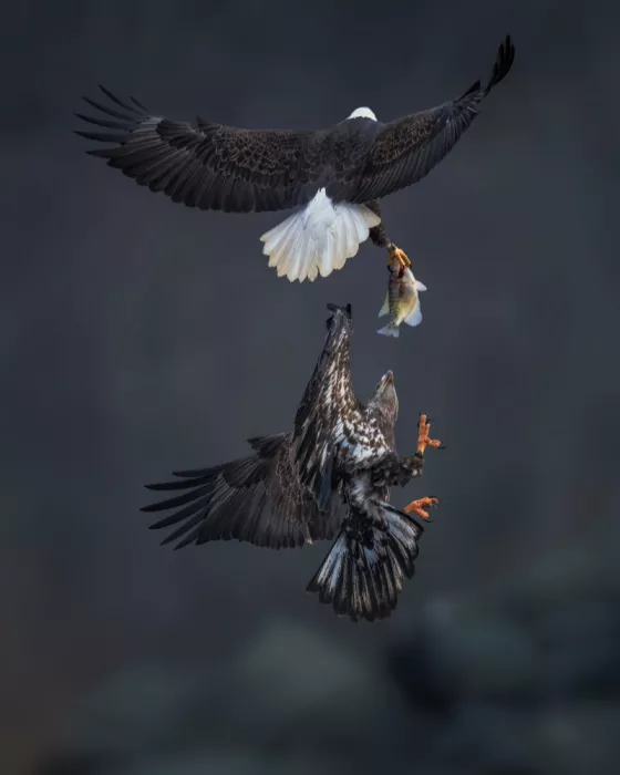 Xiao, Hanping: Die Jagd oben