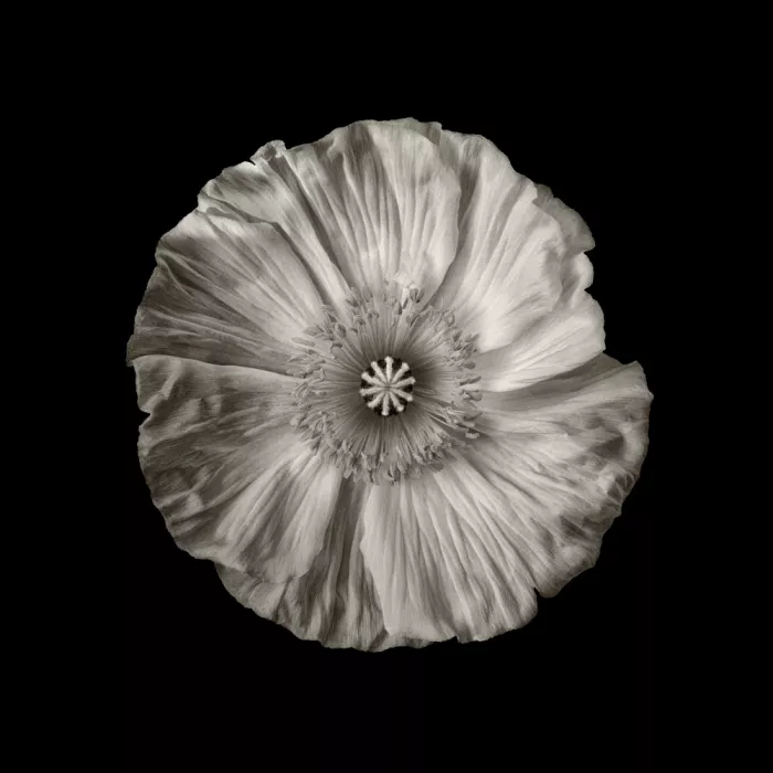 Grønkjær, Lotte: Another poppy