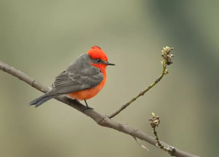 Zhang, Robert: Vermilion Flycatcher