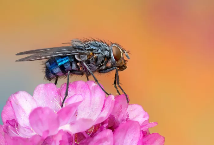 Just, Carles: Fly on flower