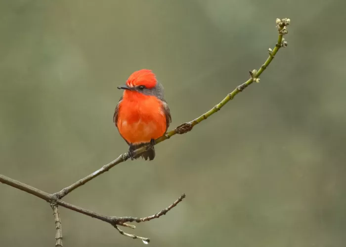 Zhang, Robert: Crimson Stillness