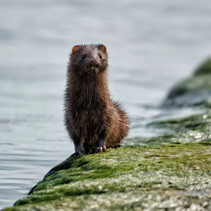 Gagnon, Lucie: A Wild Encounter  by the Water’s Edge