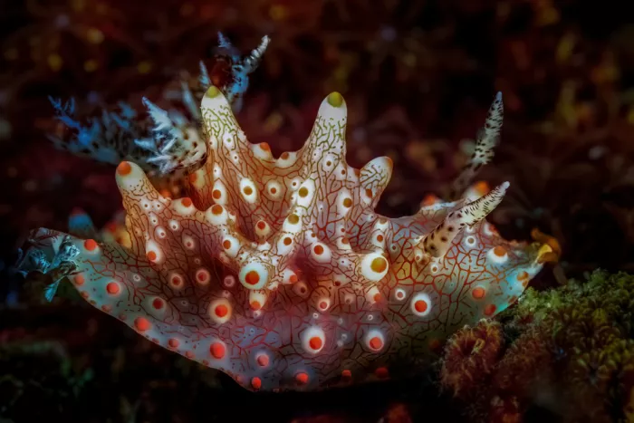 Melesan, Serge: Metamorphe of the deep